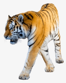 Tiger Png Clipart Png - Tiger Photo White Background, Transparent Png, Transparent PNG