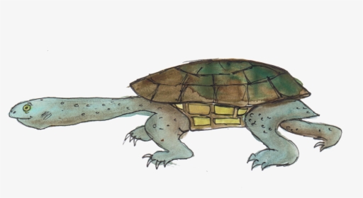 Eastern Long Necked Tortoise - Common Snapping Turtle, HD Png Download, Transparent PNG
