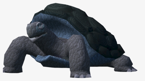 Galápagos Tortoise, HD Png Download, Transparent PNG