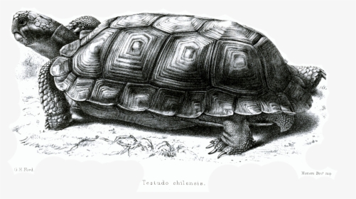 File - Testudochilensisford - Chaco Tortoise, HD Png Download, Transparent PNG
