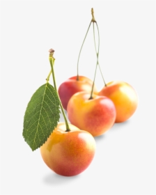 Rainier-smallgroup - Cherry, HD Png Download, Transparent PNG
