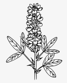 Mountain Pea - Line Art, HD Png Download, Transparent PNG