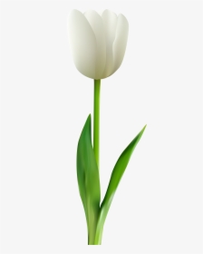 Clip Art Tulips Transprent - White Tulip Flower Png, Transparent Png, Transparent PNG