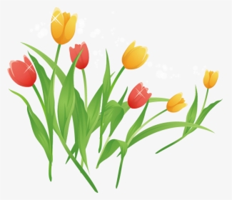 Tulip Cartoon Clip Art - Tulip Cartoon, HD Png Download, Transparent PNG