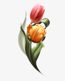 Bring Me Tulips Bring It On, Tulips, Tulips Flowers,, HD Png Download, Transparent PNG