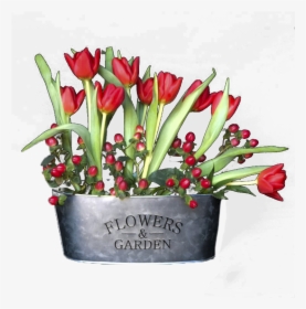 Tulips, HD Png Download, Transparent PNG