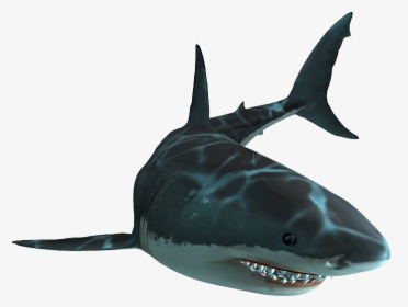 Jaws Png Page - Jaws Unleashed Great White Shark, Transparent Png, Transparent PNG