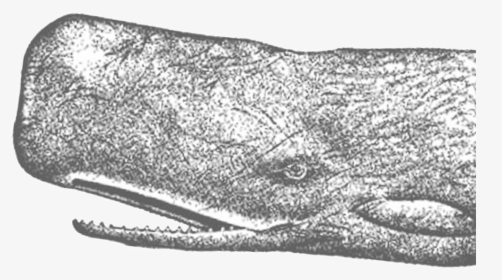Spermwhalerttolfwstroke - Grey Whale, HD Png Download, Transparent PNG