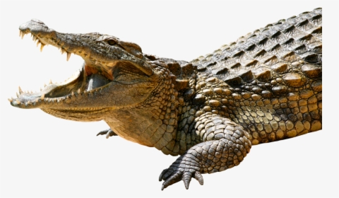 Crocodile Png Image, Transparent Png, Transparent PNG