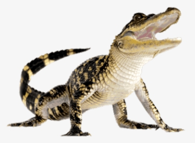 Crocodiles American Alligator Computer Icons - Alligator Png, Transparent Png, Transparent PNG