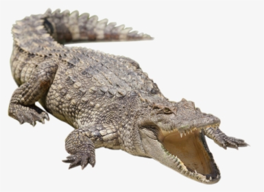 Nile Crocodile Alligator Siamese Crocodile Freshwater - Siamese Crocodile Png Clipart, Transparent Png, Transparent PNG