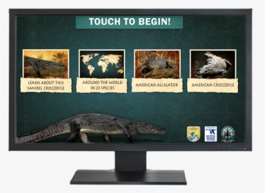 Crocodile, HD Png Download, Transparent PNG