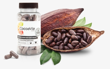 Cacao Chocolate Tree, HD Png Download, Transparent PNG