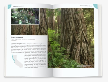 Redwoods1 - Old-growth Forest, HD Png Download, Transparent PNG