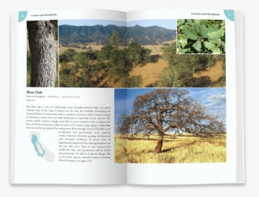 Blue Oak - California Plants A Guide To Our Iconic Flora, HD Png Download, Transparent PNG