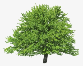 Evergreen Png Clipart - Tulip Tree Png, Transparent Png, Transparent PNG