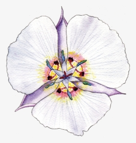 Illustration By Helen Krayenhoff - Tulipa Humilis, HD Png Download, Transparent PNG