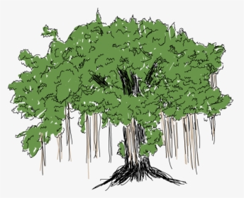 Banyan Tree Stem Png, Transparent Png, Transparent PNG