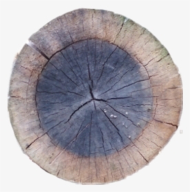 Crosssection Tree Stump Sawed Sawedwood Wood Tree Cutdo - Circle, HD Png Download, Transparent PNG