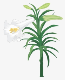 Easter Lily Clip Art, HD Png Download, Transparent PNG