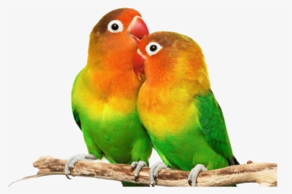 Love Birds Png Hd, Transparent Png, Transparent PNG