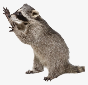 Raccoon Png Photo Image - Raccoon Transparent Background, Png Download, Transparent PNG