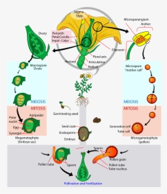 Angiosperm Life Cycle, HD Png Download, Transparent PNG