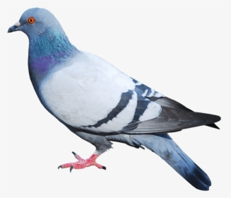 Pigeon Png Image - Pigeon Png, Transparent Png, Transparent PNG