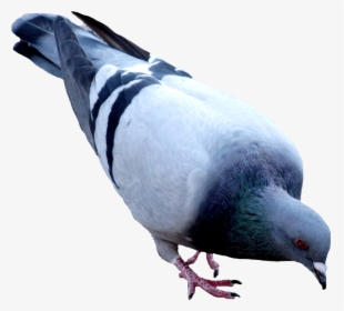 Street Pigeon Png Image - Birds Work For The Bourgeoisie Meaning, Transparent Png, Transparent PNG