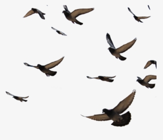 Transparent Background Pigeon Flying Png, Png Download, Transparent PNG
