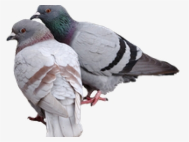 Pigeon Png Transparent Images - Pigeon Png, Png Download, Transparent PNG