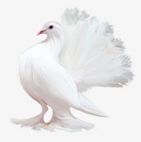 Pigeon Png - Güzel Renkli Kuş Resimleri, Transparent Png, Transparent PNG