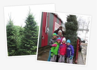 Christmas Tree, HD Png Download, Transparent PNG