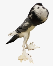 Picture - Pouter Pigeon Png, Transparent Png, Transparent PNG