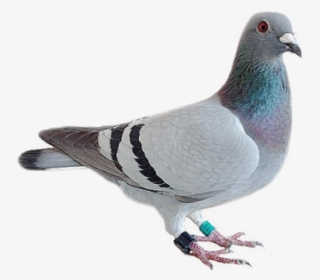 Pigeon Png Free Download - Lion With The Head Of A Pigeon, Transparent Png, Transparent PNG