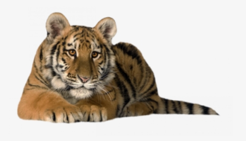 Sitting - - Red Siberian Tiger, HD Png Download, Transparent PNG