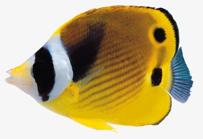 Coral Reef Fish Png, Transparent Png, Transparent PNG