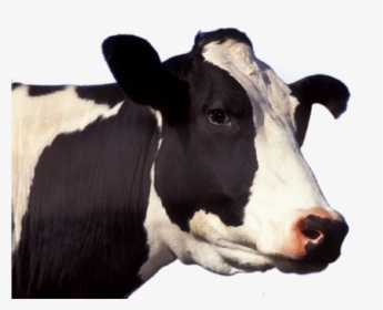 Cow Png Image - Cow Face Png, Transparent Png, Transparent PNG