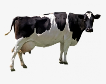 Black White Cow Png Image - Cow Png, Transparent Png, Transparent PNG