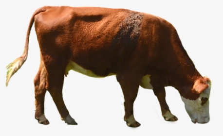 Download Cow Png Transparent Image 1 202 - Cow Eating Grass Png, Png Download, Transparent PNG