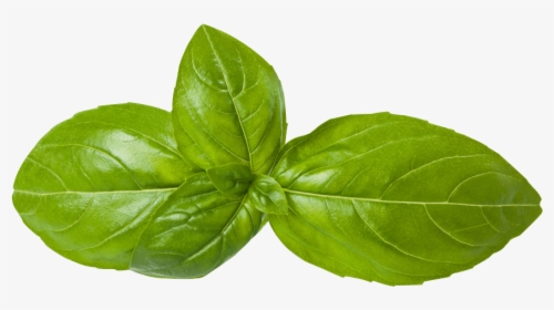 Transparent Mint Leaves Png - Basil, Png Download, Transparent PNG