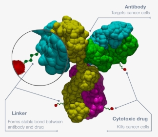 Antibody-drug Conjugate - Structure Antibody Drug Conjugate, HD Png Download, Transparent PNG