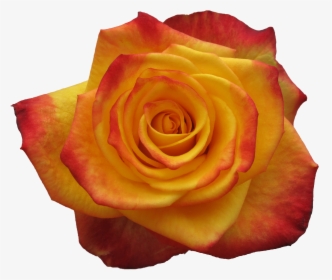 Garden Roses, HD Png Download, Transparent PNG