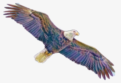 Red-tailed Hawk , Png Download - Red-tailed Hawk, Transparent Png, Transparent PNG