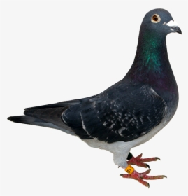 Columbidae Spy Pigeon Clip Art - Columbidae, HD Png Download, Transparent PNG