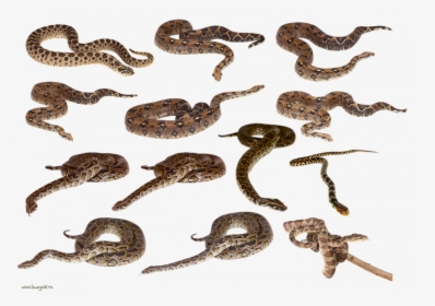 Now You Can Download Snake Png Clipart - Snakes Png, Transparent Png, Transparent PNG