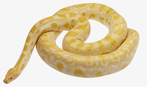 White Snake Png - Pale Yellow Snake, Transparent Png, Transparent PNG
