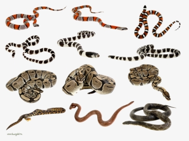 Snakes Clipart, HD Png Download, Transparent PNG