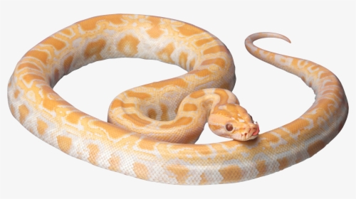 Yellow Snake Png Image, Transparent Png, Transparent PNG