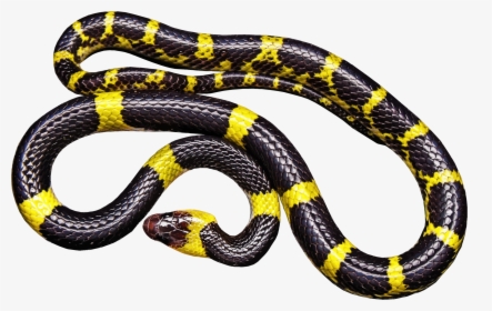 Yellow And Black Snake Clip Arts - Black And Yellow Milk Snake, HD Png Download, Transparent PNG
